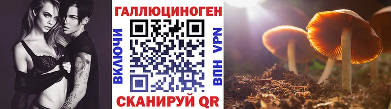купить наркоту  Касли  Галлюциногенные грибы Psilocybe 